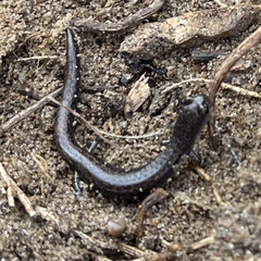 Arguello Slender Salamander photo 4