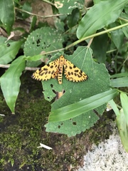 Epobeidia tigrata tigrata