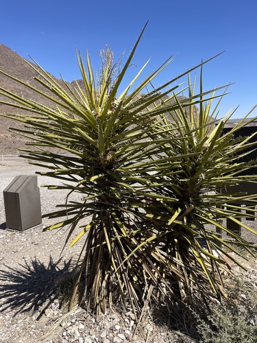 Sarcoyucca macrocarpa (Torr.) Linding. 3