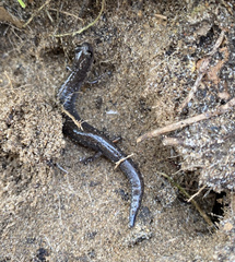 Arguello Slender Salamander photo 5