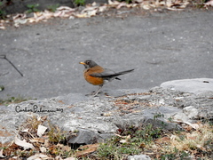 Turdus rufopalliatus