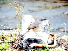 Toxostoma curvirostre