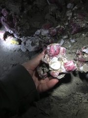 Megabalanus coccopoma