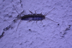 Ctenolepisma lineatum