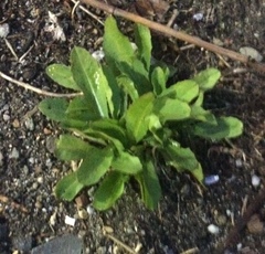 Cichorium intybus
