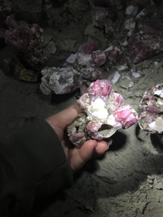 Megabalanus coccopoma