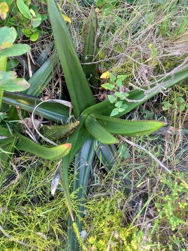 Image of Gasteria acinacifolia by (c) Christiaan Viljoen, some rights reserved (CC BY)