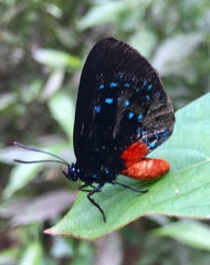 Eumaeus atala