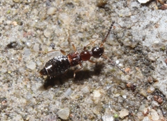 Apocellus sphaericollis