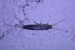 Ctenolepisma lineatum