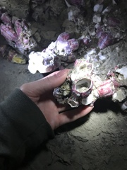 Megabalanus coccopoma