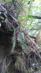 Asplenium dregeanum