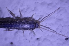 Ctenolepisma lineatum
