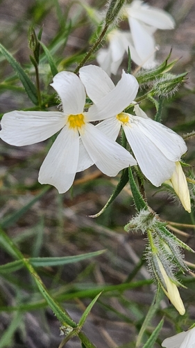 Image of Phlox tenuifolia by (c) Asia Ruby Fuoco, some rights reserved (CC BY)