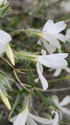 Image of Phlox tenuifolia by (c) Asia Ruby Fuoco, some rights reserved (CC BY)