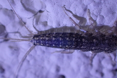 Ctenolepisma lineatum