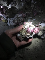 Megabalanus coccopoma