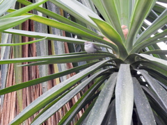 Thryomanes bewickii