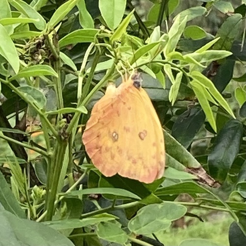 Orange-barred Sulphur photo 5