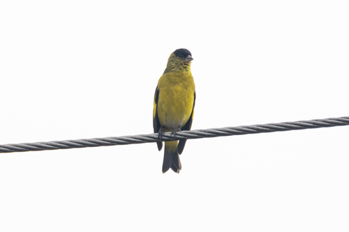 Andean Siskin (Spinus spinescens), photo 6