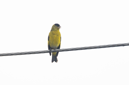 Andean Siskin (Spinus spinescens), photo 7