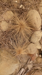Spinifex littoreus