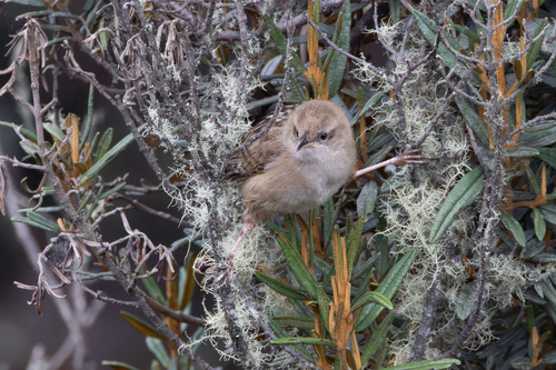 Apolinar's Wren (Cistothorus apolinari), photo 5