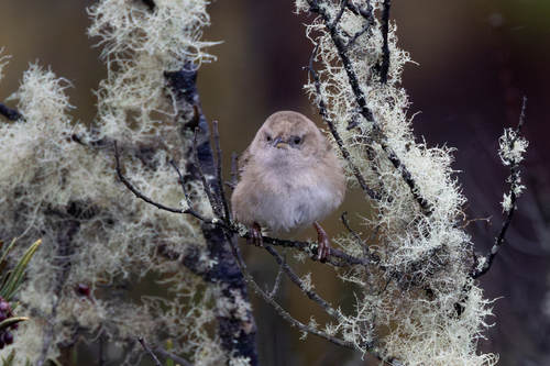 Apolinar's Wren (Cistothorus apolinari), photo 3