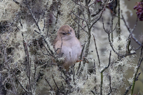 Apolinar's Wren (Cistothorus apolinari), photo 9