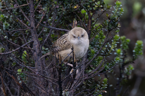 Apolinar's Wren (Cistothorus apolinari), photo 10