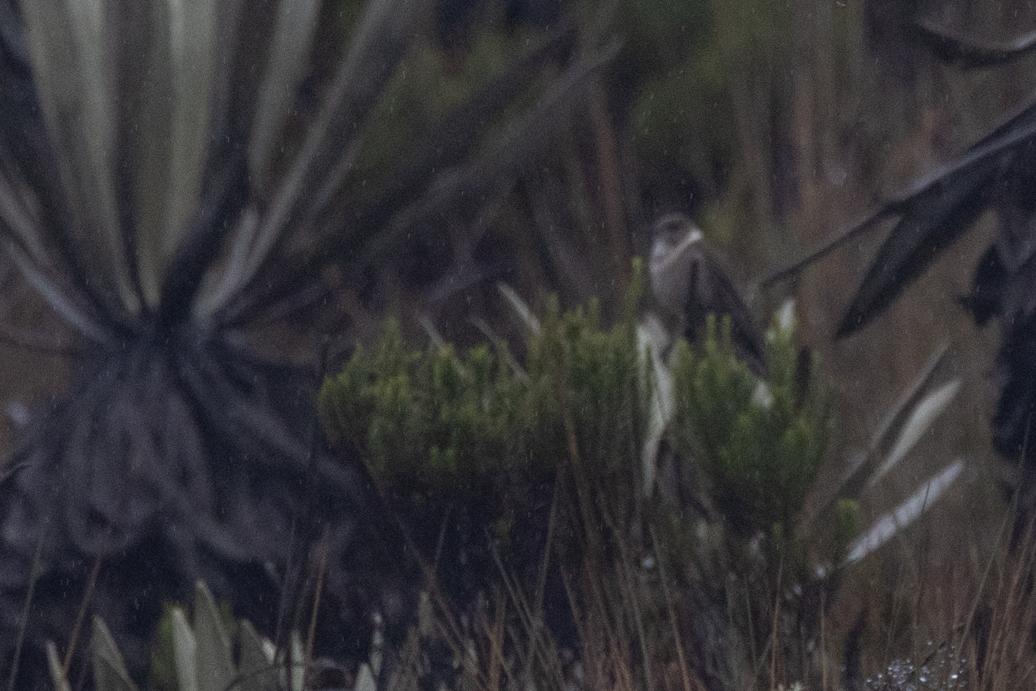 Green-bearded Helmetcrest (Oxypogon guerinii), photo 5