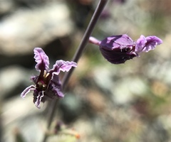 Streptanthus glandulosus pulchellus