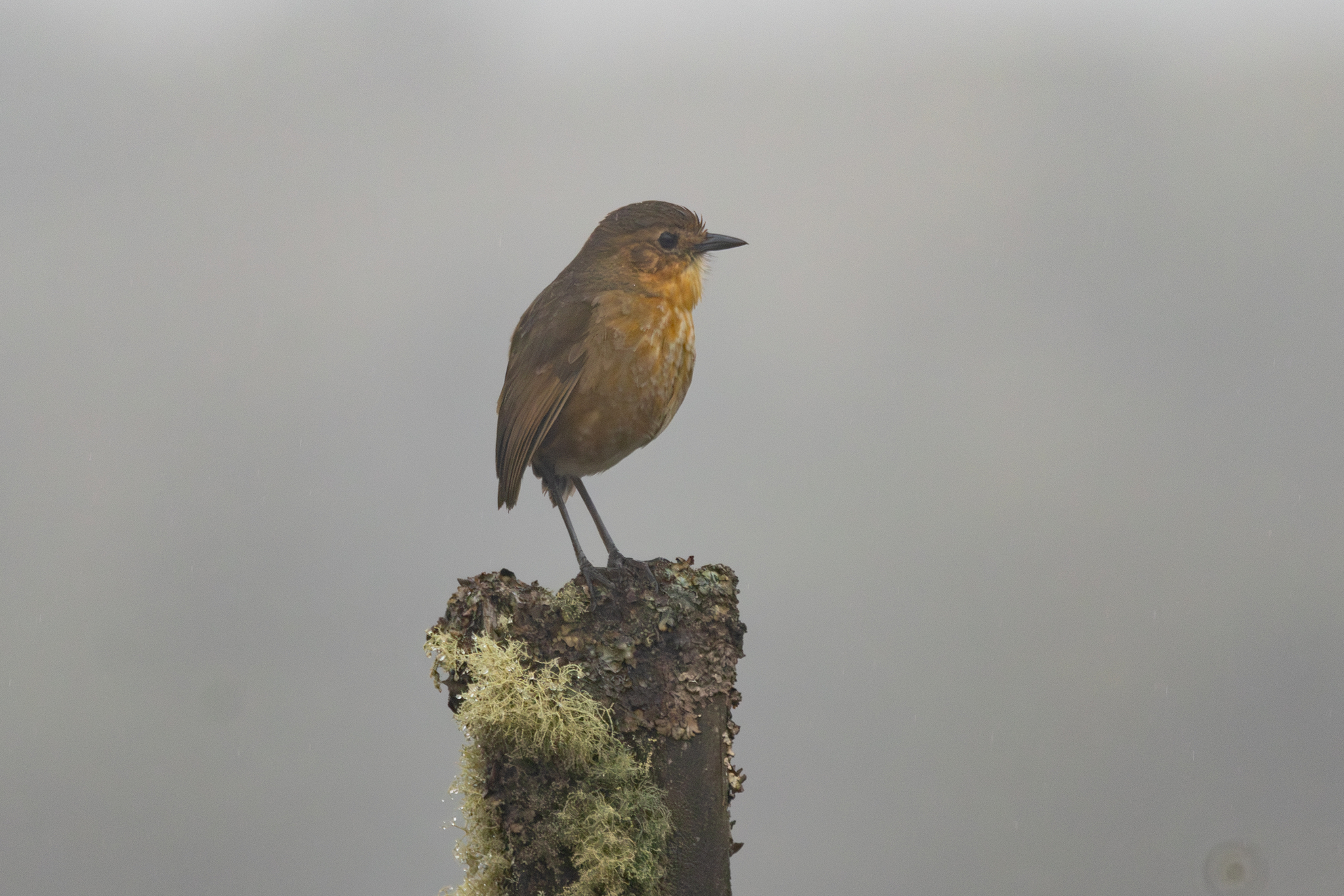 Boyaca Antpitta (Grallaria alticola), photo 5