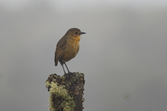 Boyaca Antpitta photo 3