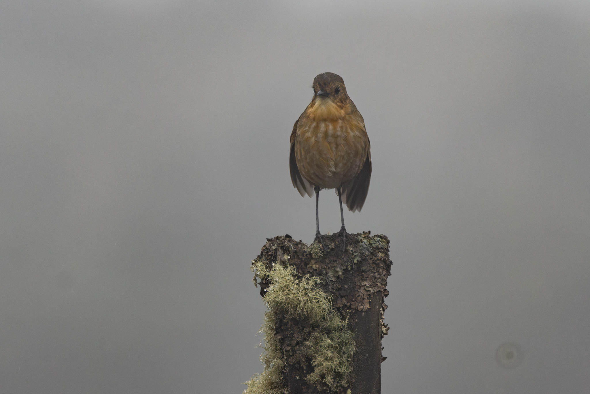 Boyaca Antpitta (Grallaria alticola), photo 7