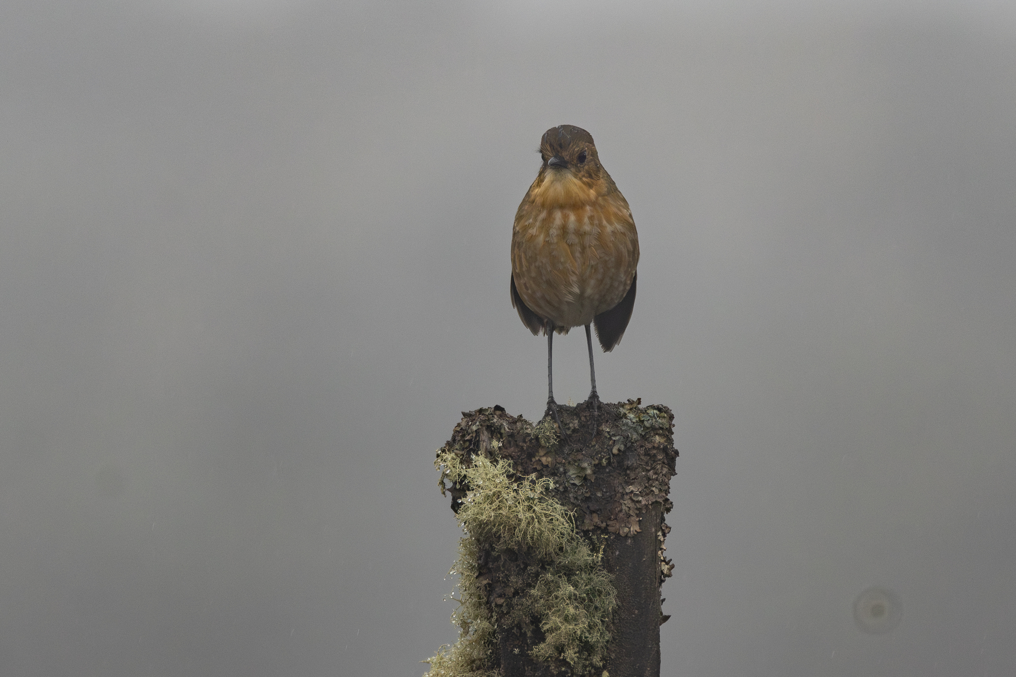 Boyaca Antpitta (Grallaria alticola), photo 8