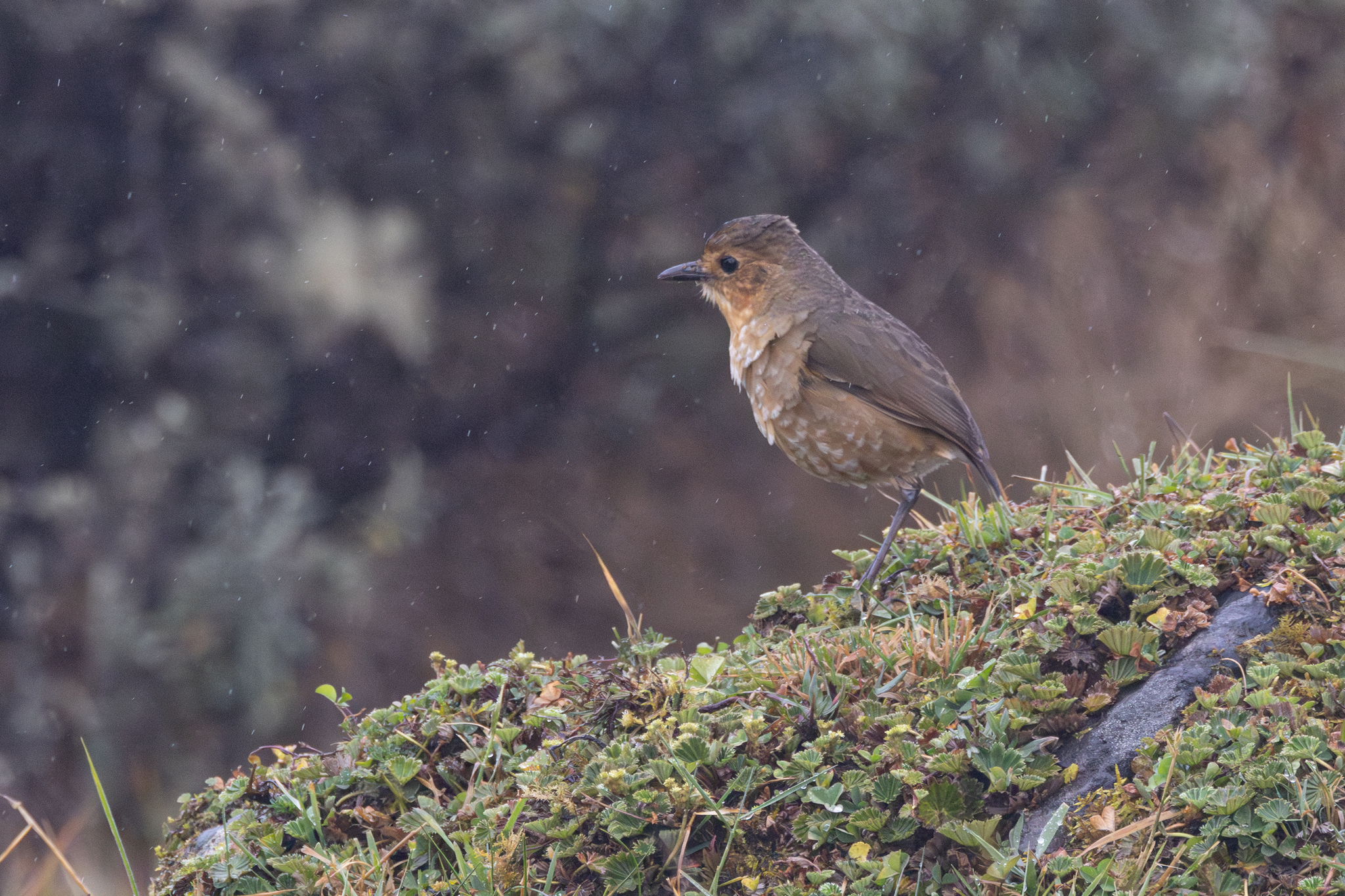 Boyaca Antpitta (Grallaria alticola), photo 9