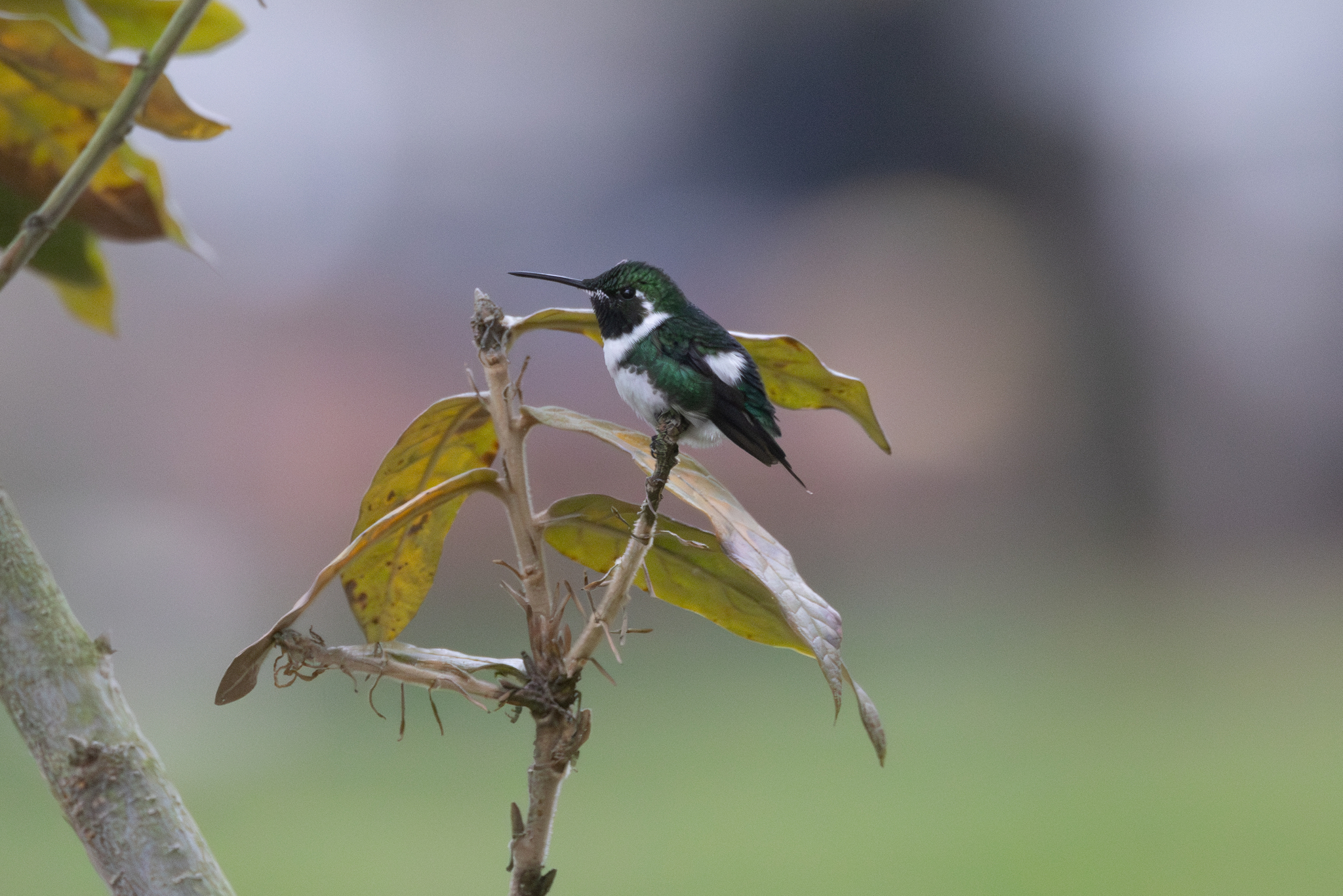 white-bellied woodstar