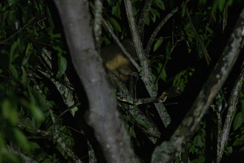 Gray-bellied Night Monkey