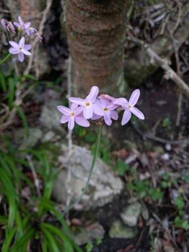 Tulbaghia maritima, photograph 2