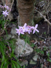 Tulbaghia maritima, photograph (c) Christiaan Viljoen, some rights reserved (CC BY)