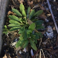 Cichorium intybus