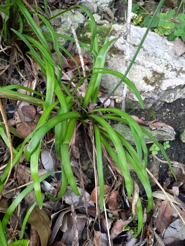 Image of Tulbaghia maritima by (c) Christiaan Viljoen, some rights reserved (CC BY)