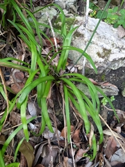 Tulbaghia maritima, photograph (c) Christiaan Viljoen, some rights reserved (CC BY)