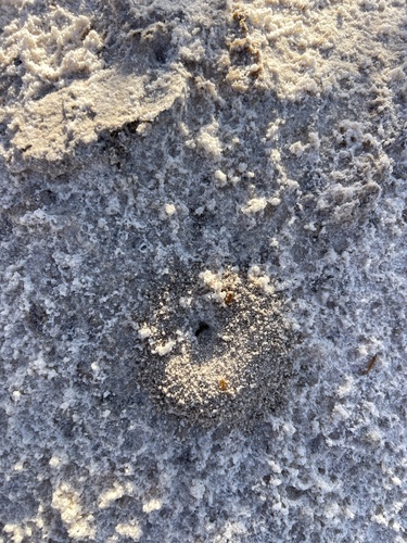 White Sands Fuzzy Ant