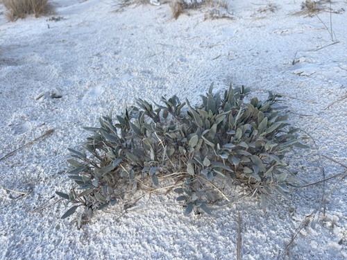Image of Abronia angustifolia by (c) Brandon Corder, some rights reserved (CC BY)
