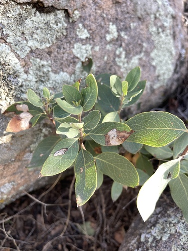 Liriomyza garryae