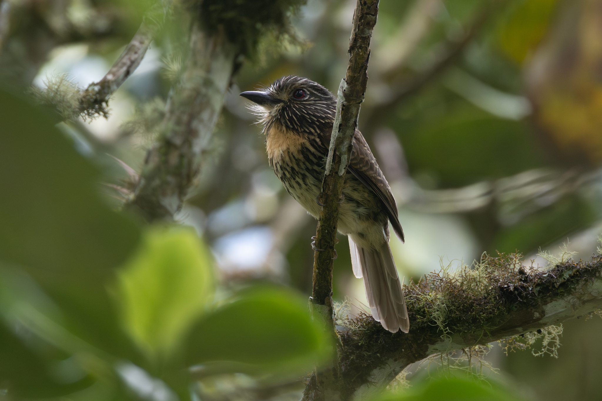 Black-streaked Puffbird (Malacoptila fulvogularis), photo 2