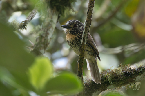 Black-streaked Puffbird (Malacoptila fulvogularis), photo 3