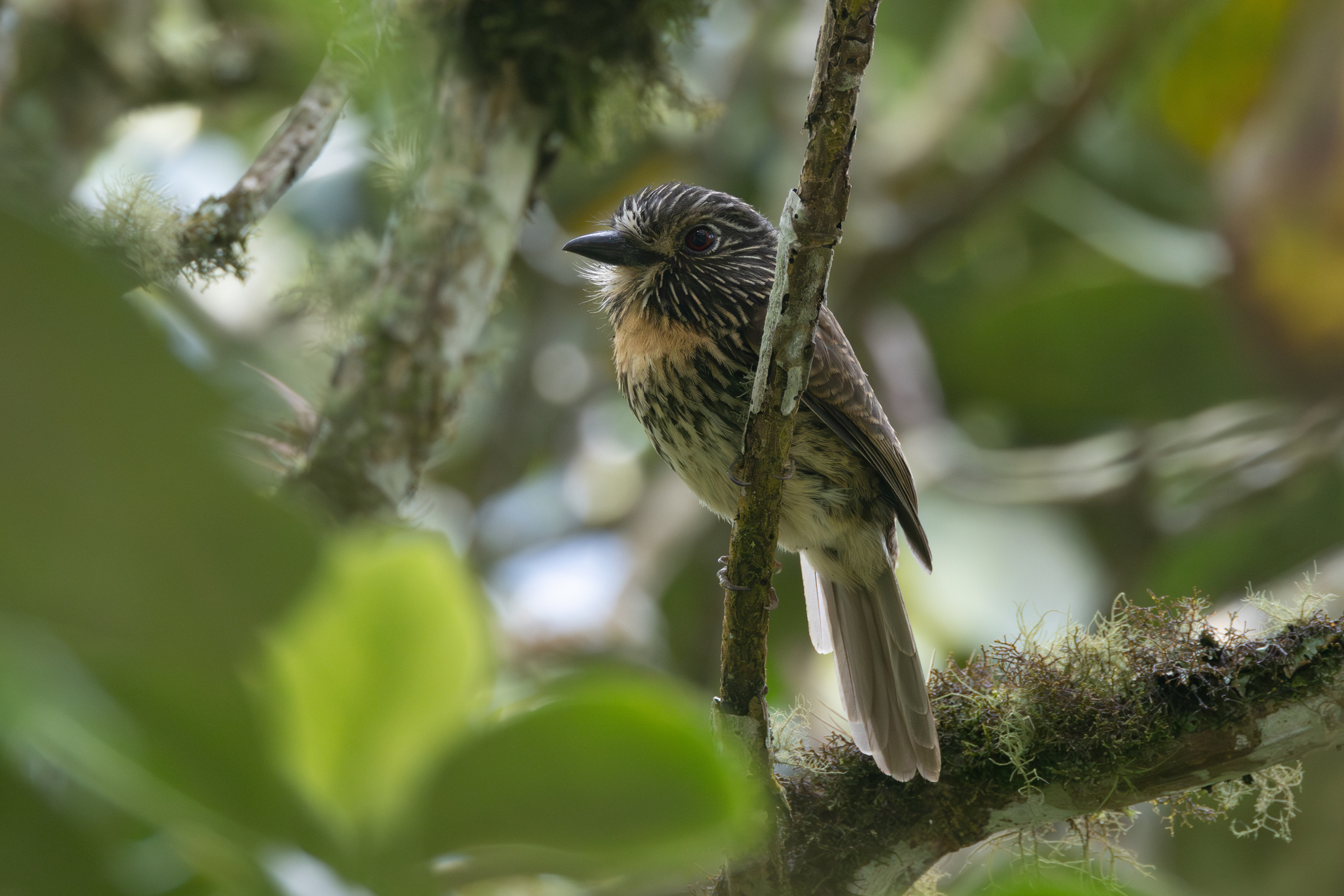 Black-streaked Puffbird (Malacoptila fulvogularis), photo 3